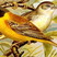 Black-headed Bunting
